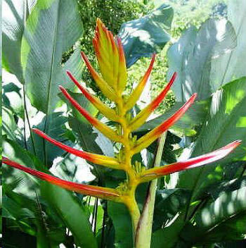 (image for) Heliconia Seeds 'Ligulata' (5 Seeds) - Click Image to Close